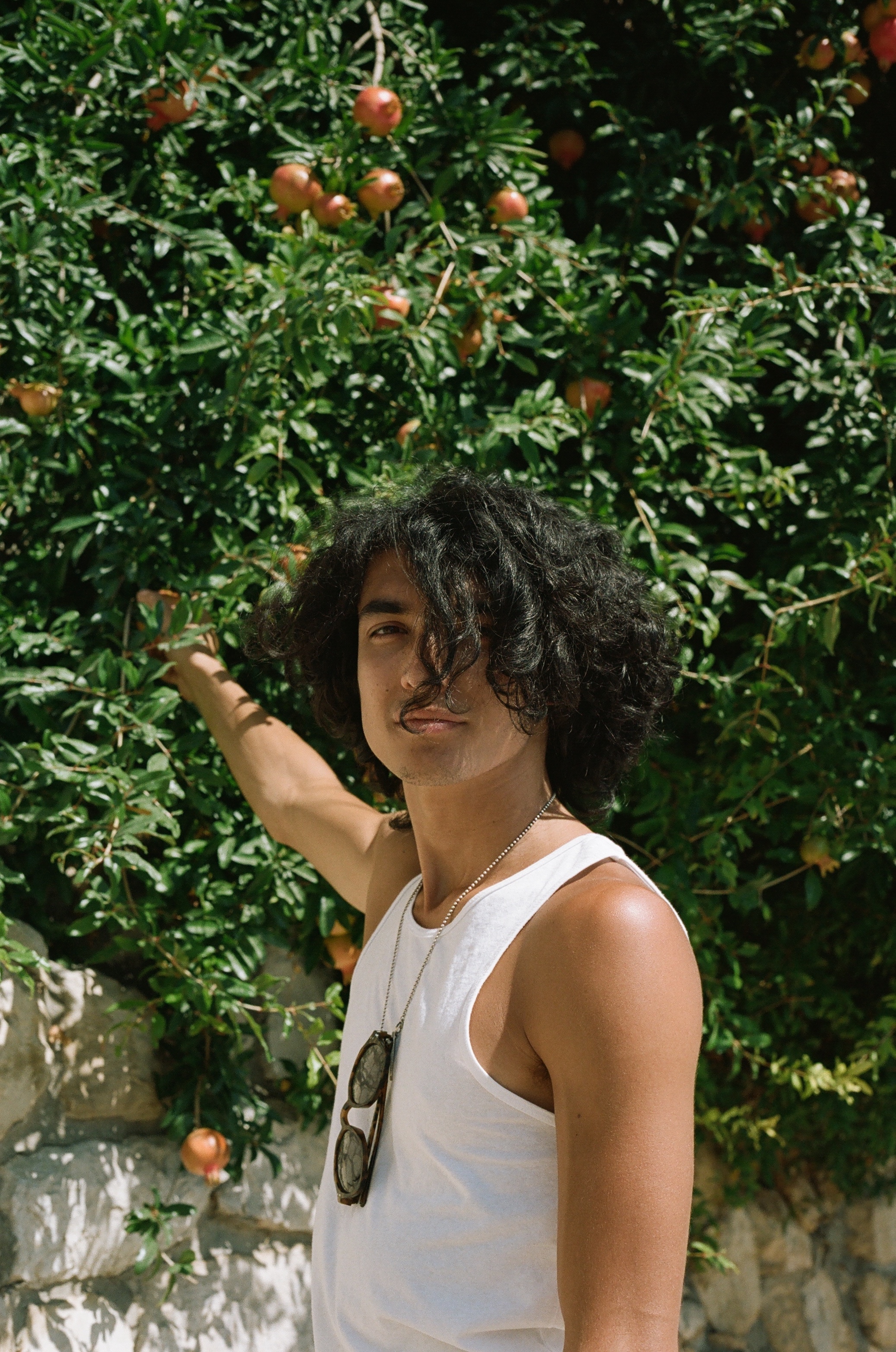Person reaching for fruit in tree